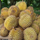 El durian, la fruta más apestosa del mundo, ataca de nuevo.